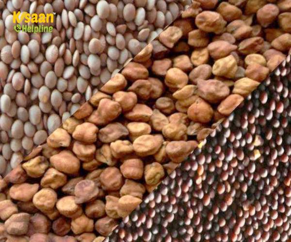 मध्यप्रदेश में समर्थन मूल्य पर चना, मसूर एवं सरसों की खरीदी 22 मार्च से होगी शुरू